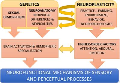 Perception: A dynamic interplay between genetics and neuroplasticity